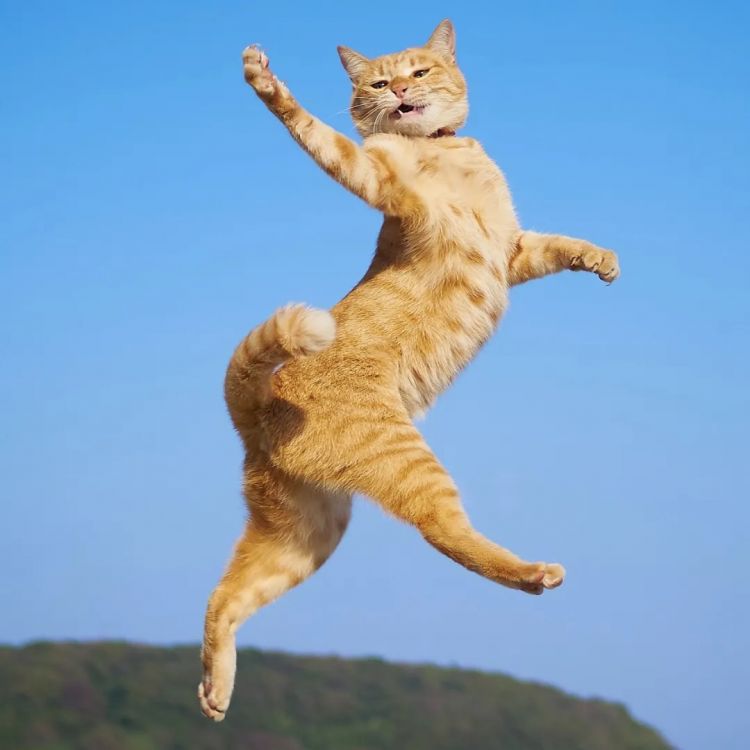 第277期:特朗普新关税再临?《EVA》官宣新作;东京晴空塔电梯突发故障?樱桃小丸子联动蜡笔小新;冬奥收官 | 百通板 第277期:特朗普新关税再临?《EVA》官宣新作;东京晴空塔电梯突发故障?樱桃小丸子联动蜡笔小新;冬奥收官 | 百通板