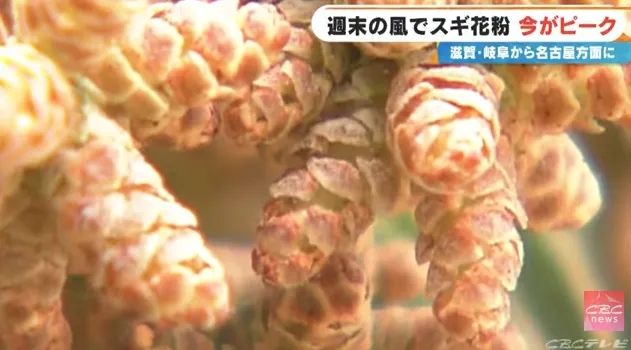 日本的花粉来了!今年堪比“致死量”级别…… 日本的花粉来了!今年堪比“致死量”级别……