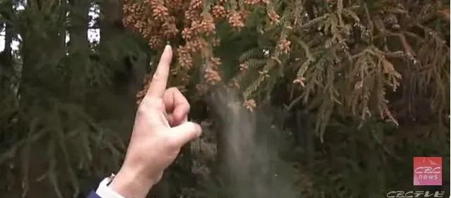 日本的花粉来了!今年堪比“致死量”级别…… 日本的花粉来了!今年堪比“致死量”级别……