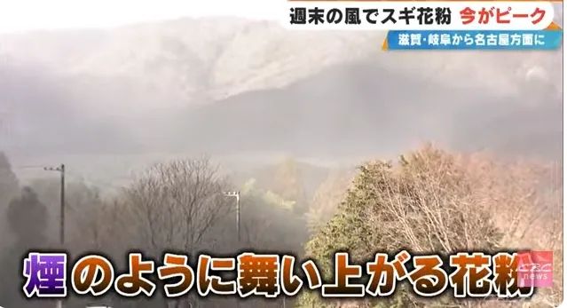 日本的花粉来了!今年堪比“致死量”级别…… 日本的花粉来了!今年堪比“致死量”级别……