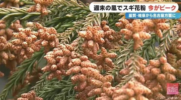 日本的花粉来了!今年堪比“致死量”级别…… 日本的花粉来了!今年堪比“致死量”级别……