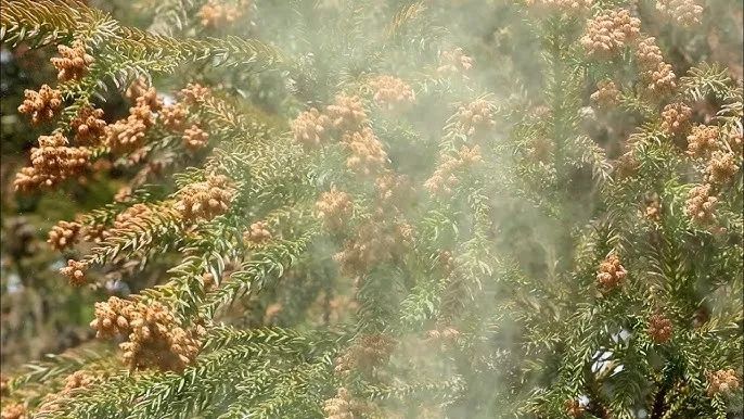 日本的花粉来了!今年堪比“致死量”级别…… 日本的花粉来了!今年堪比“致死量”级别……