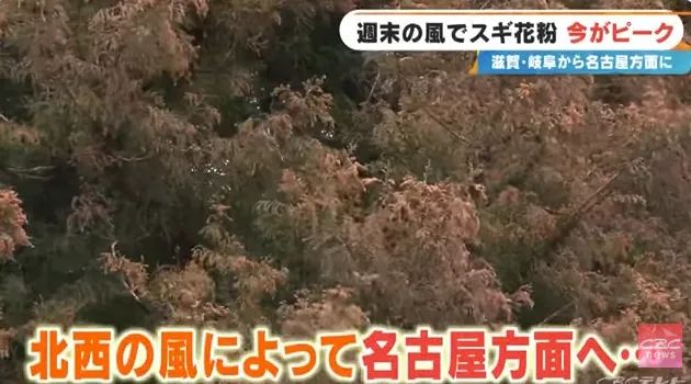 日本的花粉来了!今年堪比“致死量”级别…… 日本的花粉来了!今年堪比“致死量”级别……