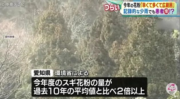 日本的花粉来了!今年堪比“致死量”级别…… 日本的花粉来了!今年堪比“致死量”级别……