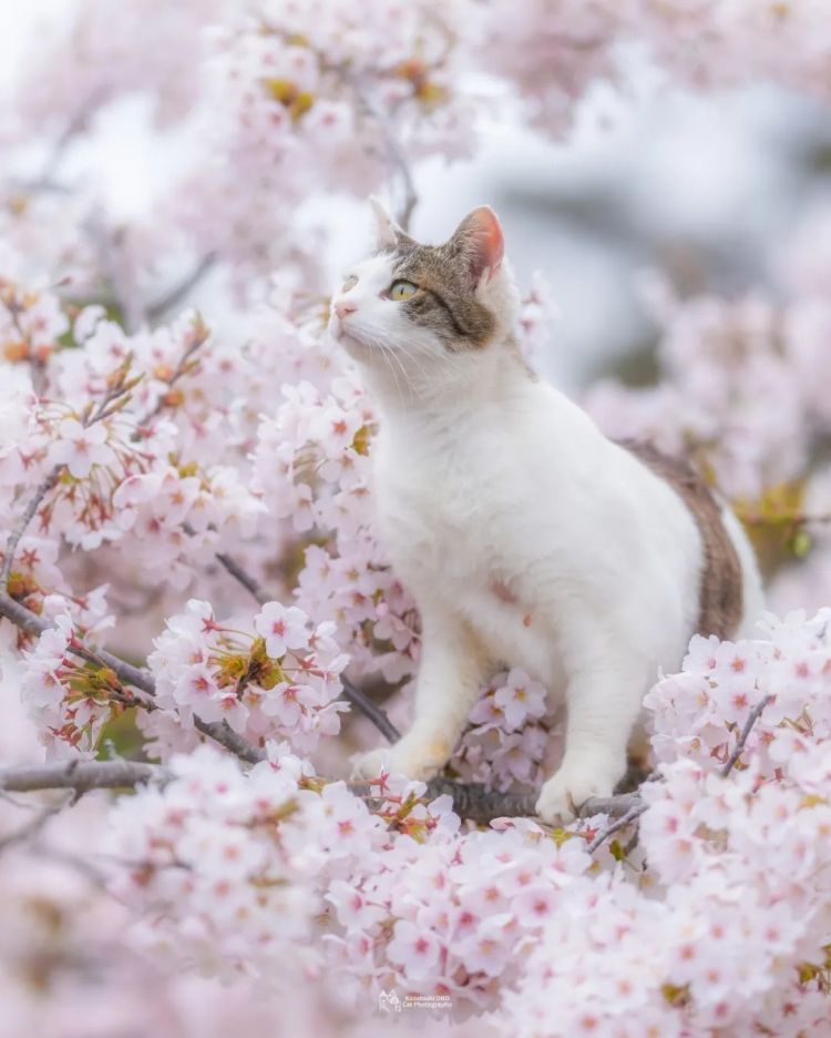 第278期：中国游客被撞身亡案开庭；小学馆包庇性犯罪编剧复出？宇多田光X樱桃小丸子联动；宝可梦30周年 | 百通板