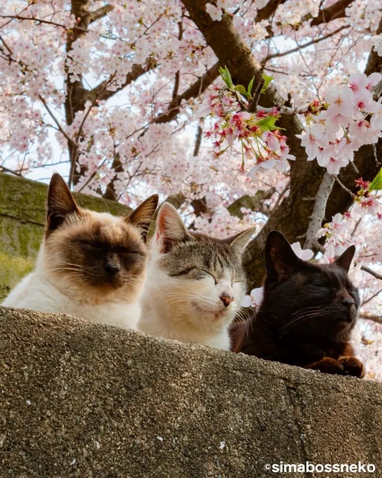 第278期：中国游客被撞身亡案开庭；小学馆包庇性犯罪编剧复出？宇多田光X樱桃小丸子联动；宝可梦30周年 | 百通板