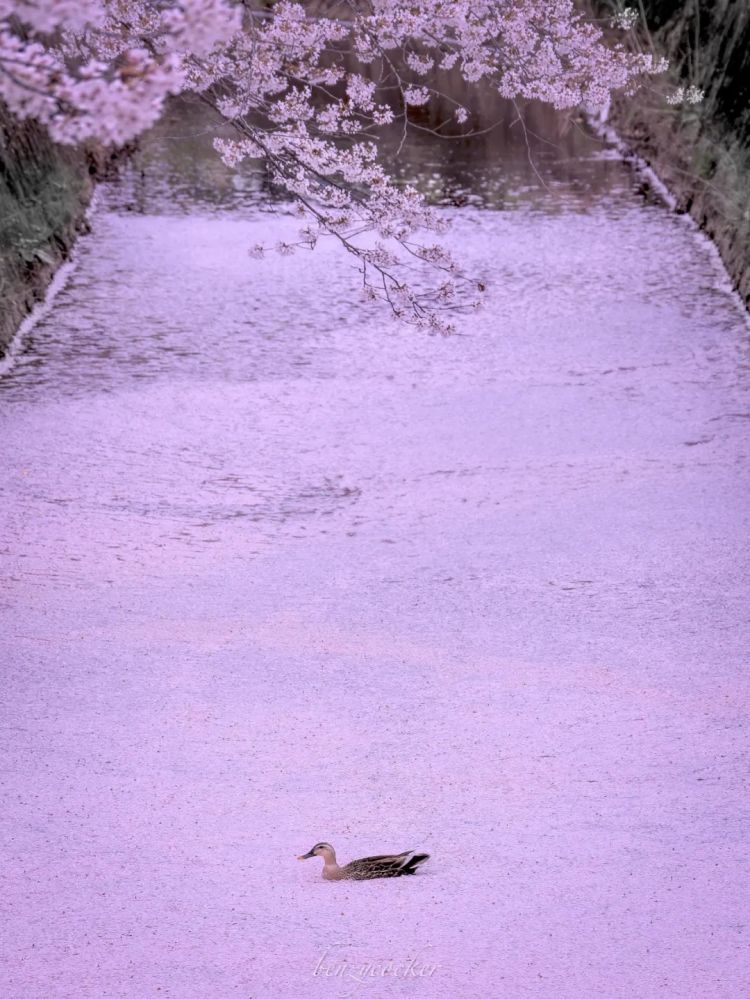 第278期：中国游客被撞身亡案开庭；小学馆包庇性犯罪编剧复出？宇多田光X樱桃小丸子联动；宝可梦30周年 | 百通板