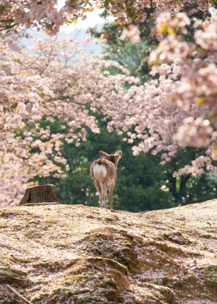 第279期:日本将征单身税?任天堂起诉特朗普?富士山再发登山事故;吴彦祖接替木村拓哉?| 百通板 第279期:日本将征单身税?任天堂起诉特朗普?富士山再发登山事故;吴彦祖接替木村拓哉?| 百通板