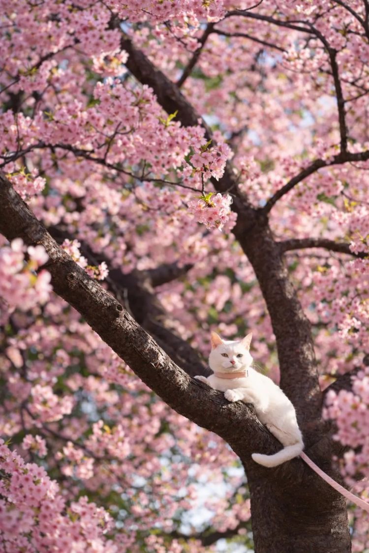 第279期:日本将征单身税?任天堂起诉特朗普?富士山再发登山事故;吴彦祖接替木村拓哉?| 百通板 第279期:日本将征单身税?任天堂起诉特朗普?富士山再发登山事故;吴彦祖接替木村拓哉?| 百通板