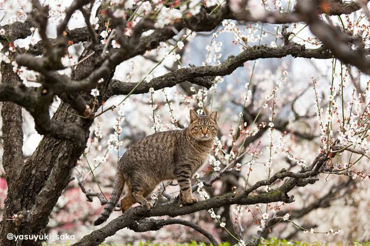 第279期:日本将征单身税?任天堂起诉特朗普?富士山再发登山事故;吴彦祖接替木村拓哉?| 百通板 第279期:日本将征单身税?任天堂起诉特朗普?富士山再发登山事故;吴彦祖接替木村拓哉?| 百通板