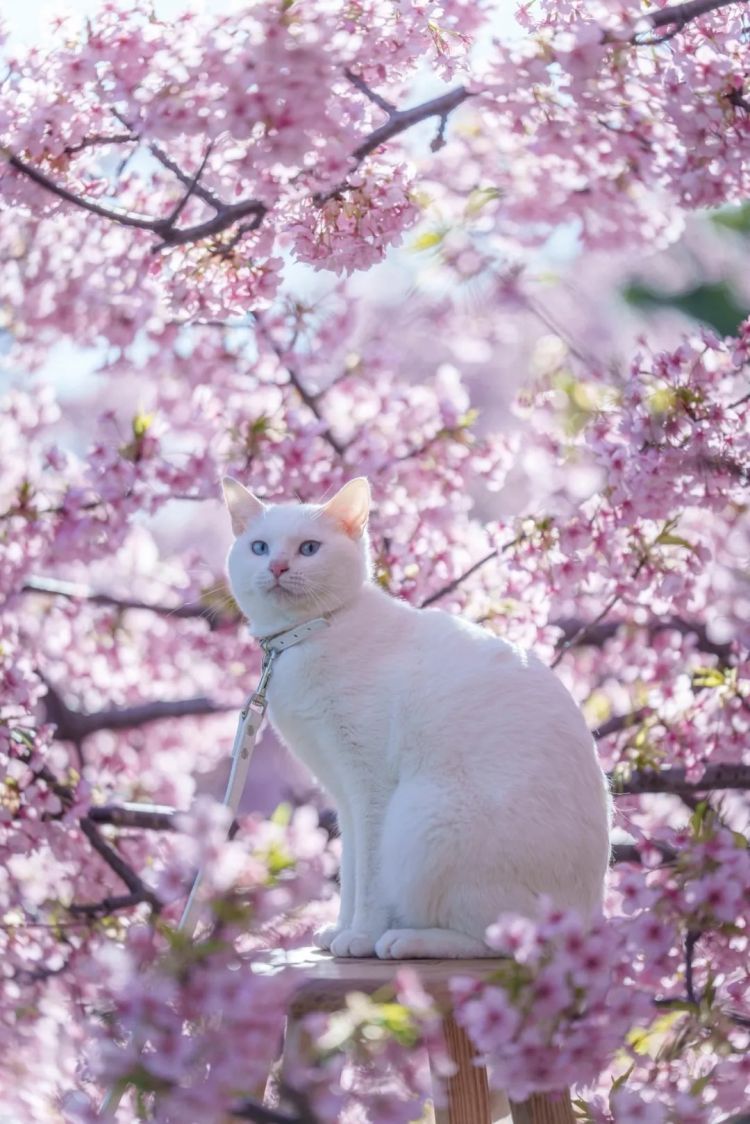 第280期：高市早苗否决女性天皇论？本田汽车估算巨额赤字？经典日剧《深夜食堂》将拍续集；第49届日本电影学院奖 | 百通板