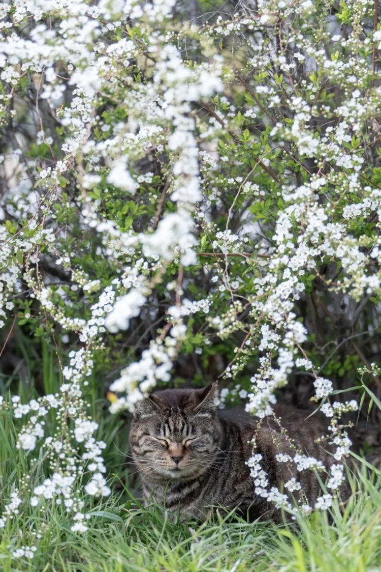 第280期：高市早苗否决女性天皇论？本田汽车估算巨额赤字？经典日剧《深夜食堂》将拍续集；第49届日本电影学院奖 | 百通板