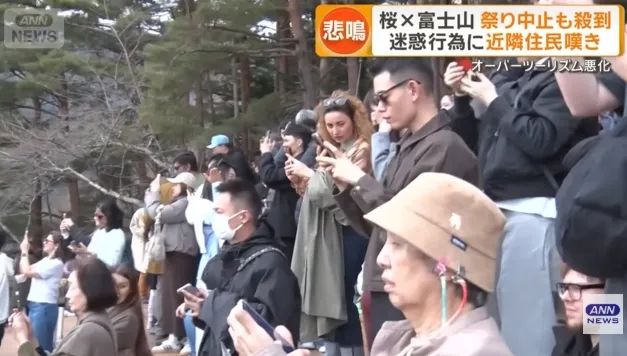 日本的樱花开了，为什么富士山下的樱花祭被叫停