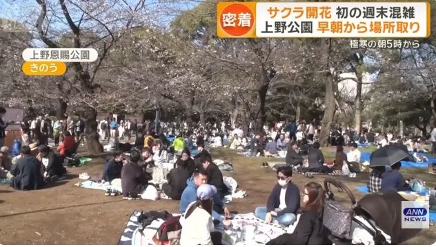 日本的樱花开了，为什么富士山下的樱花祭被叫停