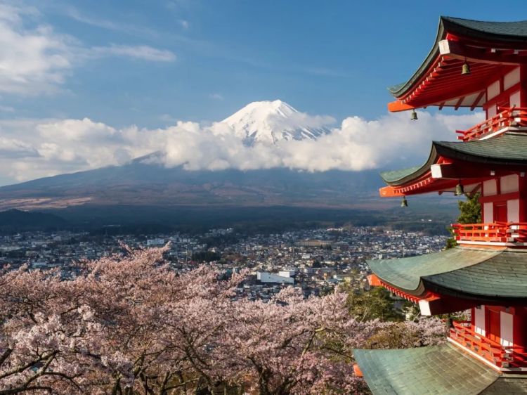 日本的樱花开了，为什么富士山下的樱花祭被叫停