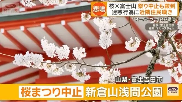 日本的樱花开了，为什么富士山下的樱花祭被叫停