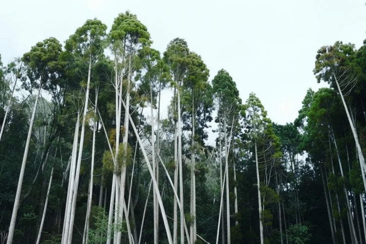 没有花粉症，就像中彩票一样幸运