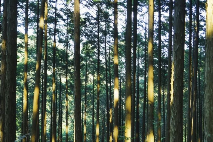 没有花粉症，就像中彩票一样幸运