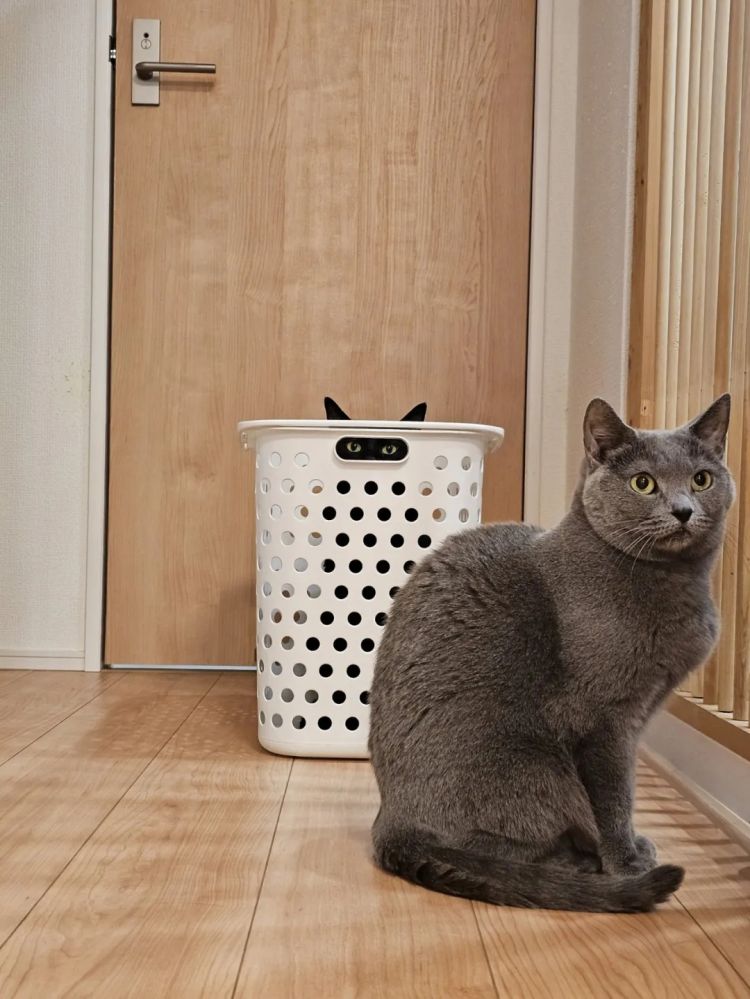 第281期：特朗普再提珍珠港？日本自卫队队员持刀闯入中国大使馆？拉布布X索尼将拍电影；索尼本田中止EV合作 | 百通板