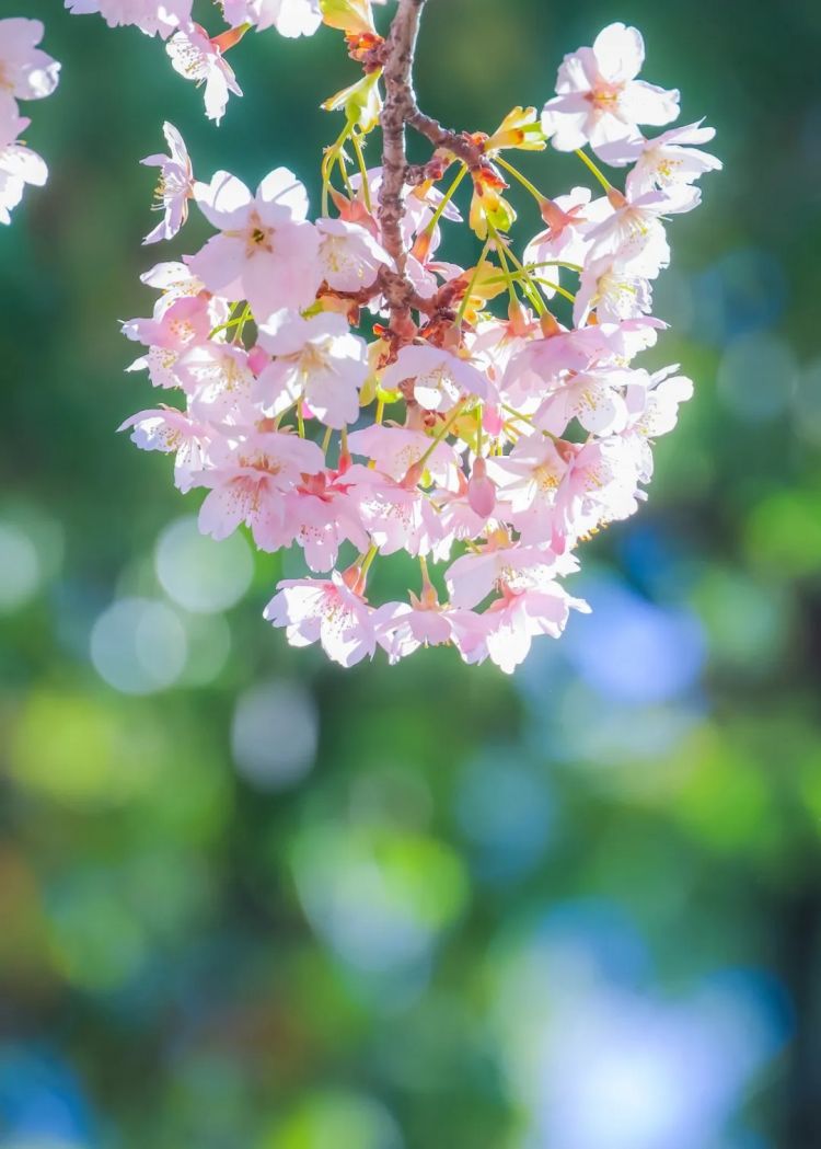 第281期：特朗普再提珍珠港？日本自卫队队员持刀闯入中国大使馆？拉布布X索尼将拍电影；索尼本田中止EV合作 | 百通板