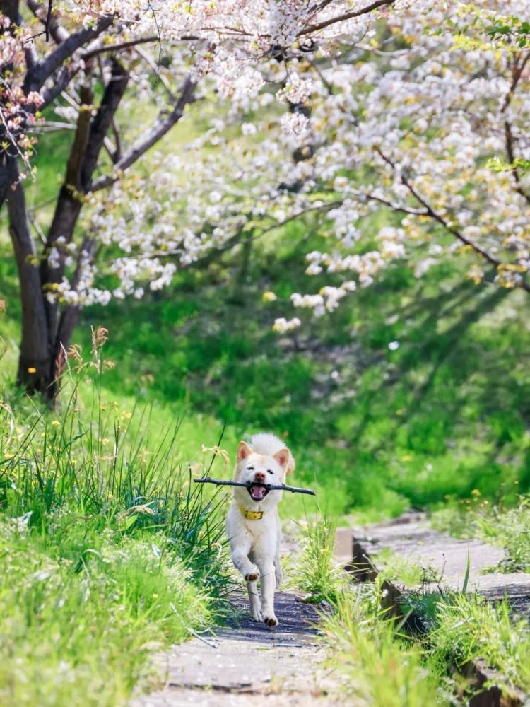 第282期：东京万人集会抗议高市早苗修宪？自卫队军官闯入中国大使馆；日本或于4月实现学校免费供餐？内田有纪X柏原崇秘密完婚？| 百通板