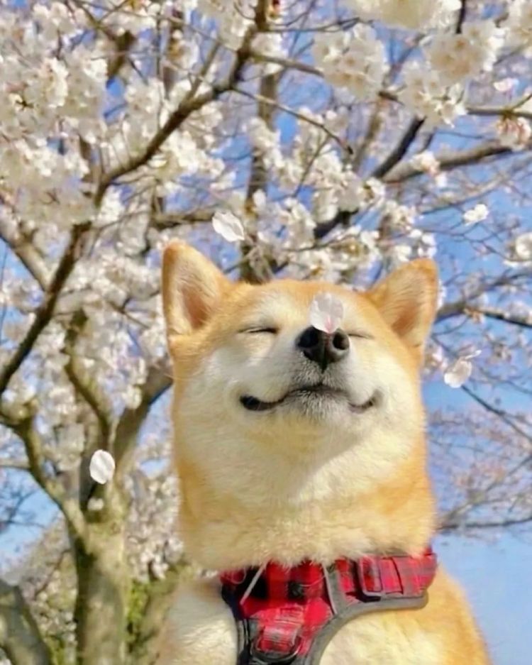 第282期：东京万人集会抗议高市早苗修宪？自卫队军官闯入中国大使馆；日本或于4月实现学校免费供餐？内田有纪X柏原崇秘密完婚？| 百通板