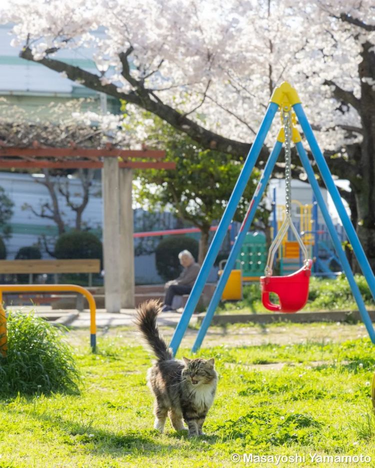 第283期：高市早苗公布个人资产？日本中学制服价格飙升 或统一制服？绫濑遥写3万封情书？| 百通板