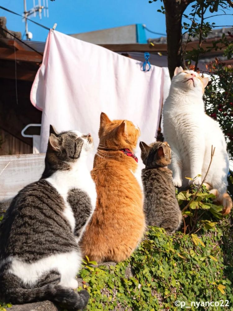 第283期：高市早苗公布个人资产？日本中学制服价格飙升 或统一制服？绫濑遥写3万封情书？| 百通板