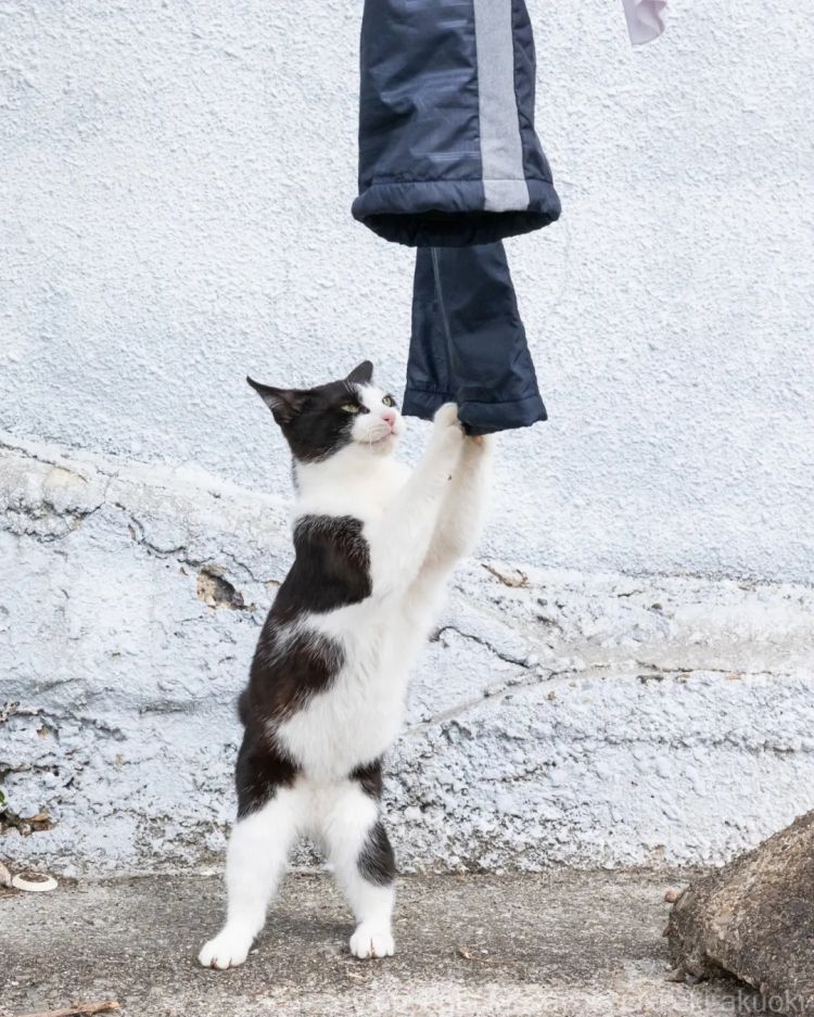 第284期：东京又发钱了？京都11岁男童遗体发现 其父涉嫌抛尸？藤井风首登科切拉；是枝裕和再入围戛纳 | 百通板