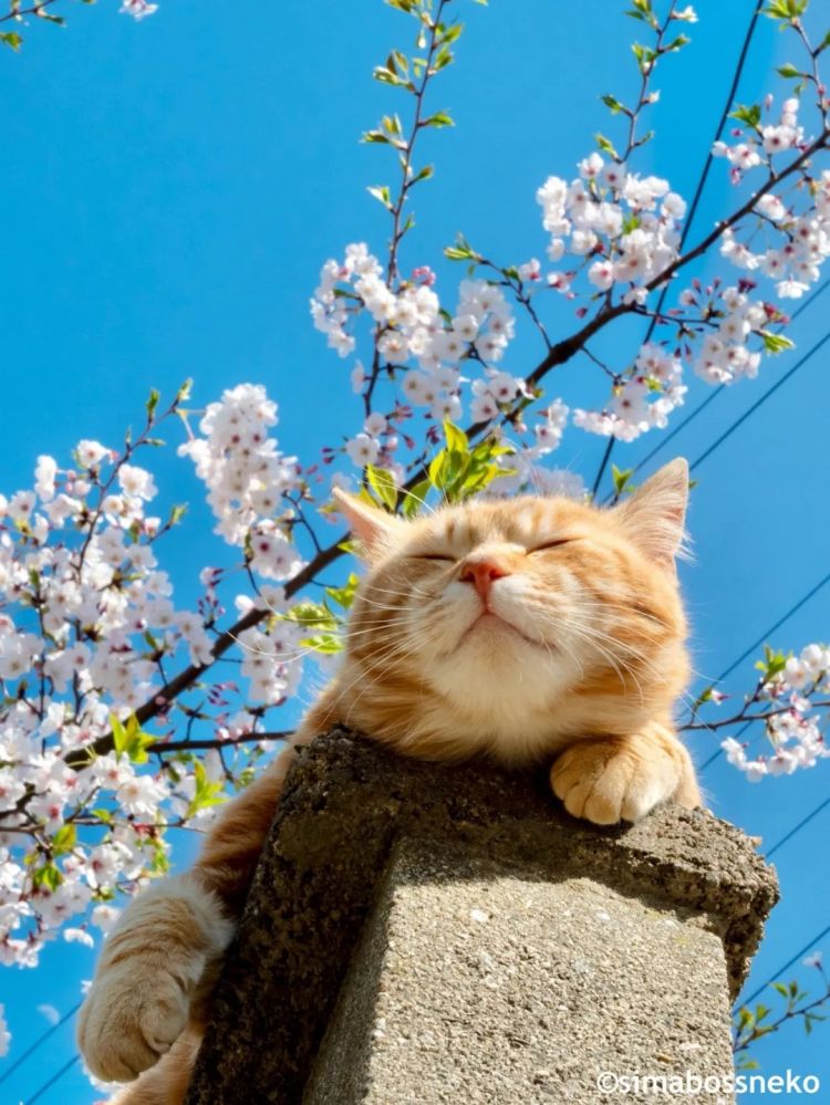 第284期：东京又发钱了？京都11岁男童遗体发现 其父涉嫌抛尸？藤井风首登科切拉；是枝裕和再入围戛纳 | 百通板