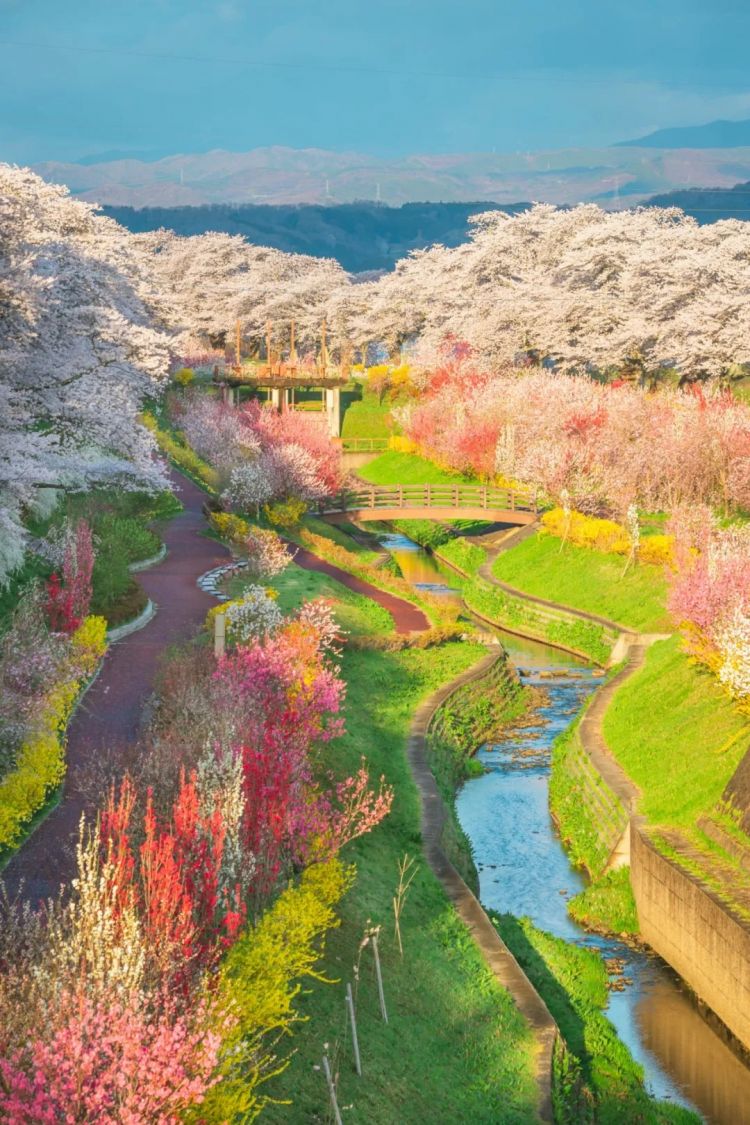 第284期：东京又发钱了？京都11岁男童遗体发现 其父涉嫌抛尸？藤井风首登科切拉；是枝裕和再入围戛纳 | 百通板