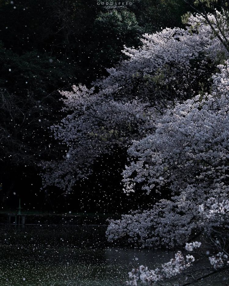 第284期：东京又发钱了？京都11岁男童遗体发现 其父涉嫌抛尸？藤井风首登科切拉；是枝裕和再入围戛纳 | 百通板