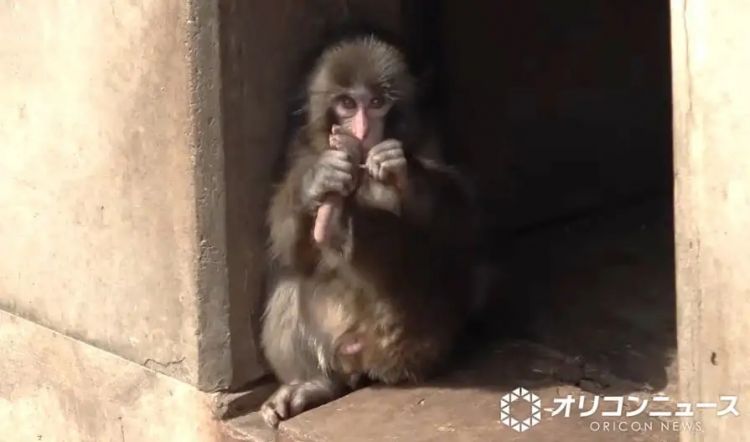 两名美国人头戴表情包闯日本动物园猴山，疑似宣传虚拟货币？日网：猴子都比他们有人性！