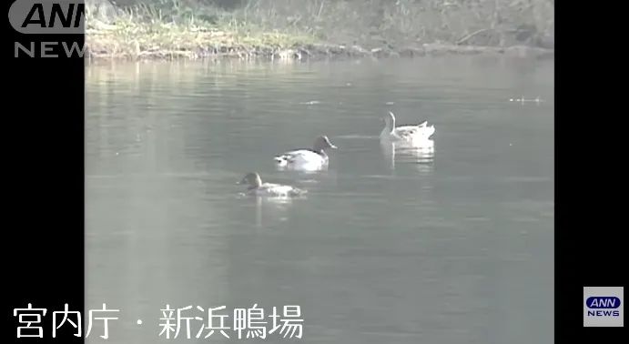 “这一生我会用尽全力守护你”：日本天皇夫妇成婚33周年，重温两人那些治愈温柔的笑容