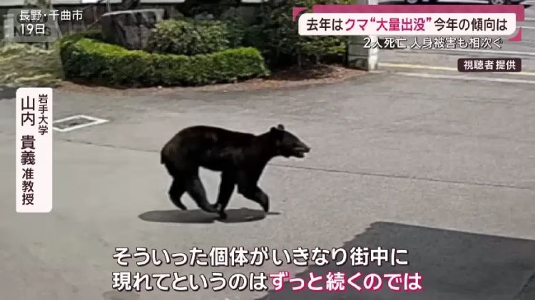 野猪街头打擂台,黑熊纵享“霸王餐”……日本迎来野生动物暑期“City Walk” 野猪街头打擂台,黑熊纵享“霸王餐”……日本迎来野生动物暑期“City Walk”