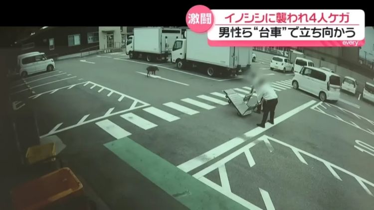 野猪街头打擂台,黑熊纵享“霸王餐”……日本迎来野生动物暑期“City Walk” 野猪街头打擂台,黑熊纵享“霸王餐”……日本迎来野生动物暑期“City Walk”