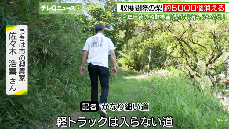 日本果园5000颗梨一夜被偷光，却有人转头在二手平台卖？！果农大哭：我不干了！