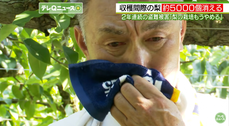日本果园5000颗梨一夜被偷光，却有人转头在二手平台卖？！果农大哭：我不干了！