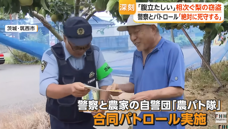 日本果园5000颗梨一夜被偷光，却有人转头在二手平台卖？！果农大哭：我不干了！