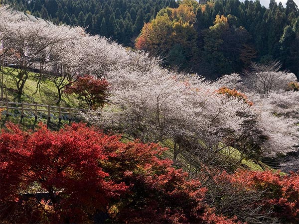 爱知县，日本制造业中心也不缺旅游的魅力