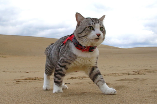 全日本最逗比的县,是时候安利给你了! 全日本最逗比的县,是时候安利给你了!